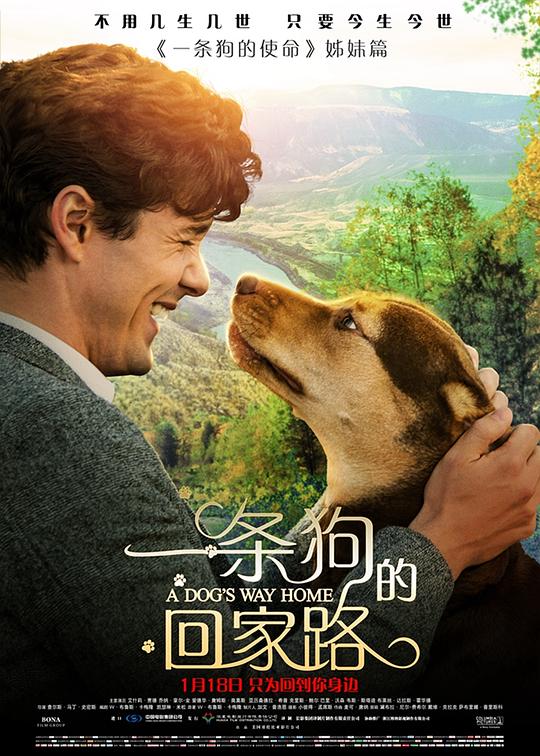 一条狗的回家路 A Dog's Way Home (2019) 1080p 原盘Remux 中文字幕 已刮削