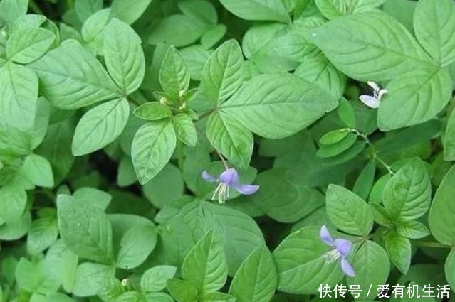 400种野菜采摘图鉴辨识野菜[pdf]