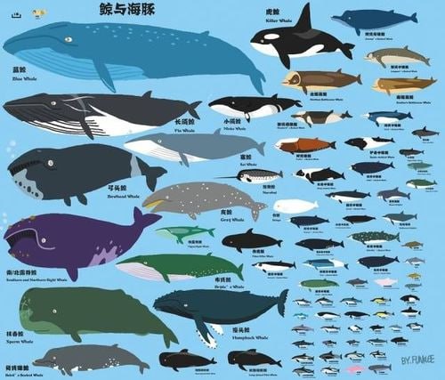 鱼：全世界300种鱼的彩色图鉴+鲸与海豚：全世界79种鲸与海豚的彩色图鉴5本PDF格式