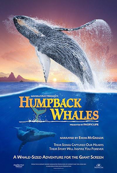 座头鲸 Humpback Whales (2015) 4K/2160p 原盘Remux 中文字幕 已刮削