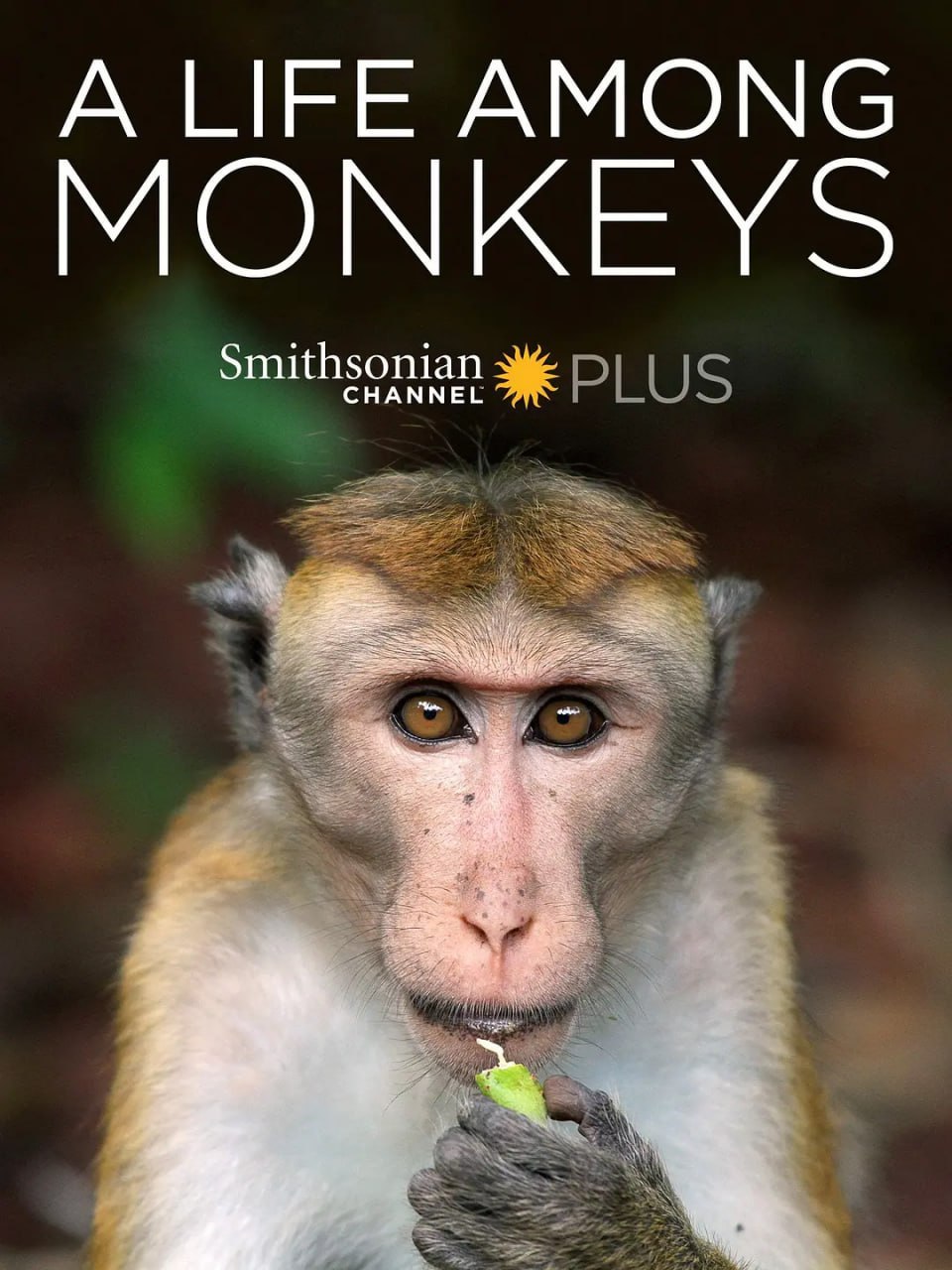 猴群中的生活 A Life Among Monkeys (2019)