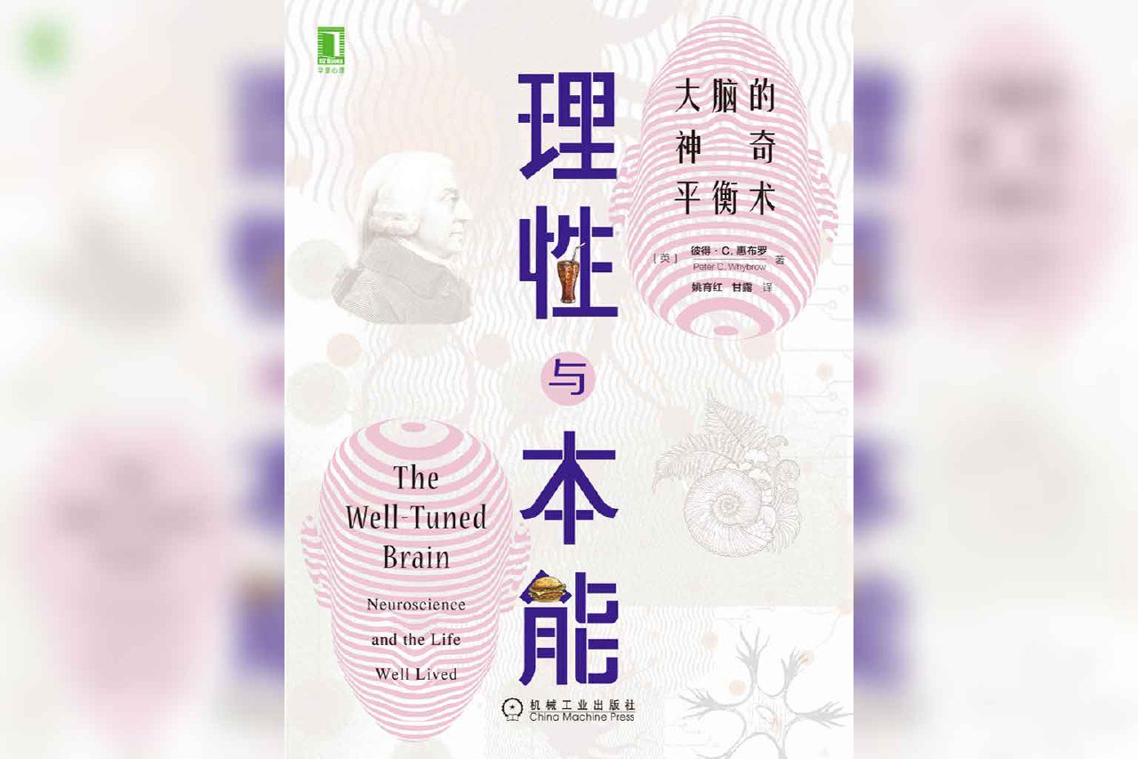 理性与本能:大脑的神奇平衡术