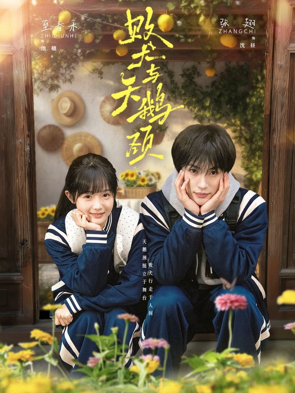 败犬与天鹅颈（71集）张翅＆至春禾|短剧