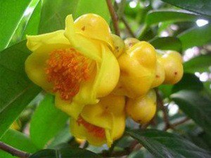 中国高等植物彩色图鉴 第5卷 被子植物 大戟科 山茱萸科科普读物[pdf]