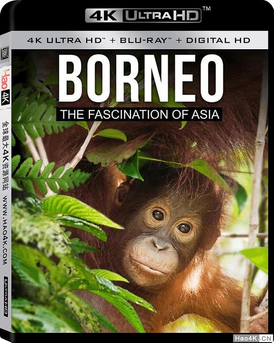 婆罗洲：亚洲的魅力 Borneo The Fascination of Asia (2017) 4K/2160p 原盘Remux 中文字幕 已刮削